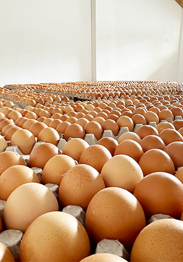 Inicio foto huevos granel iniciook